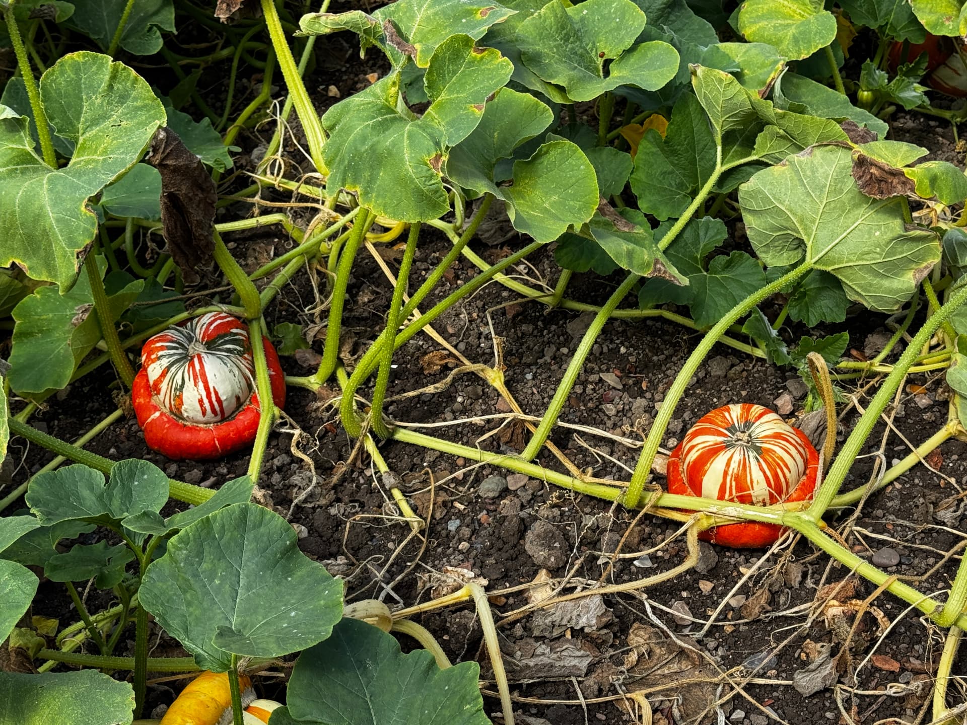 Gunby Hall Pumpkins